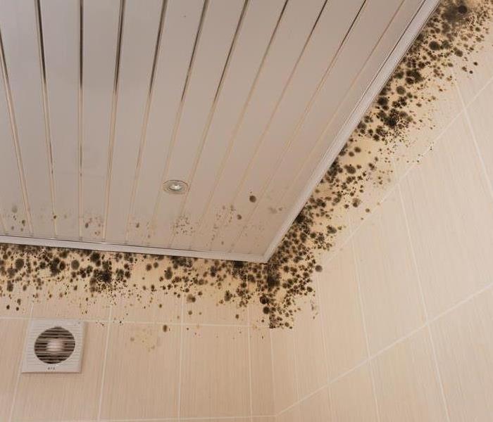 Mold growth on a ceiling.