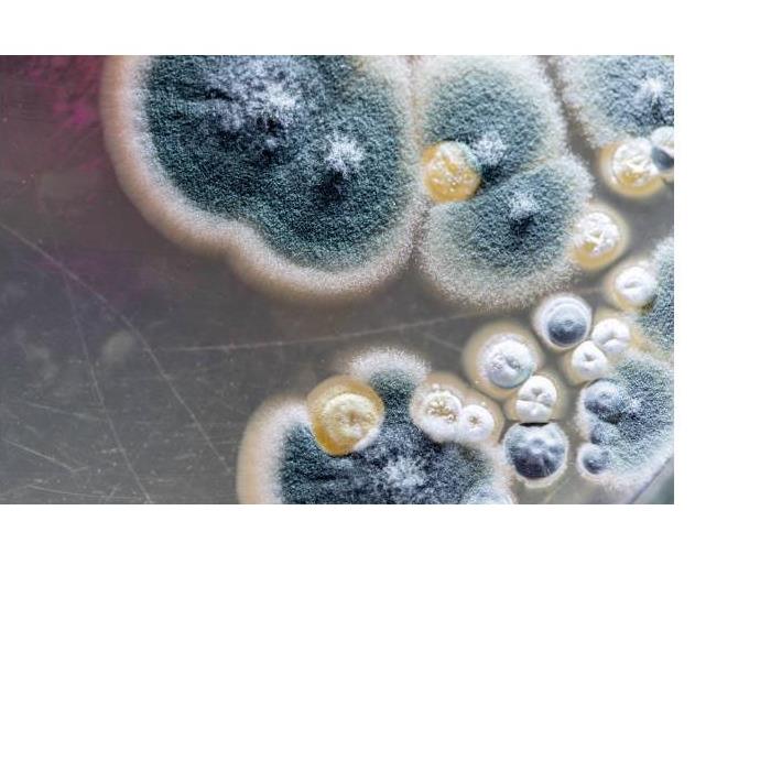 Mold Spores 